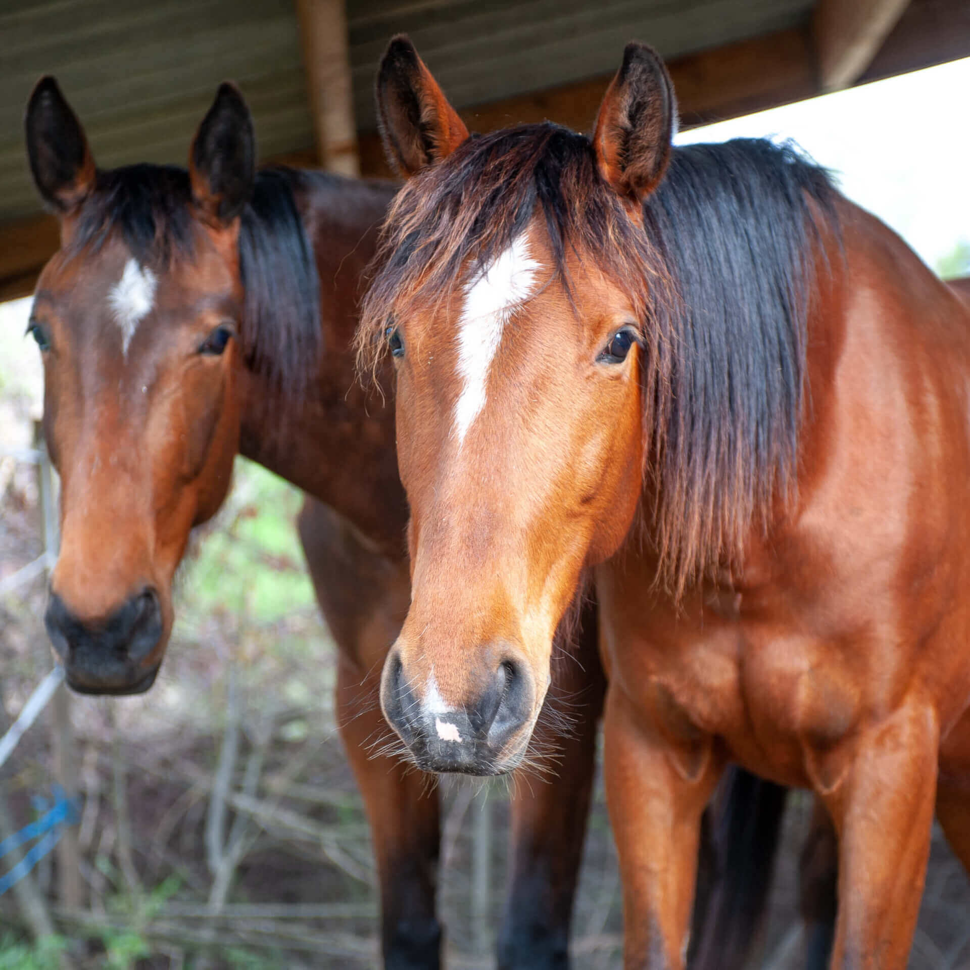 Indiana | La Ferme thérapeutique La Consoude