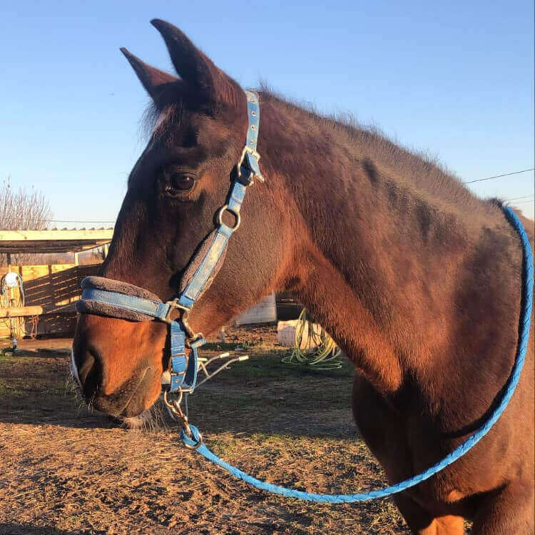 Esperanza | La Ferme thérapeutique La Consoude