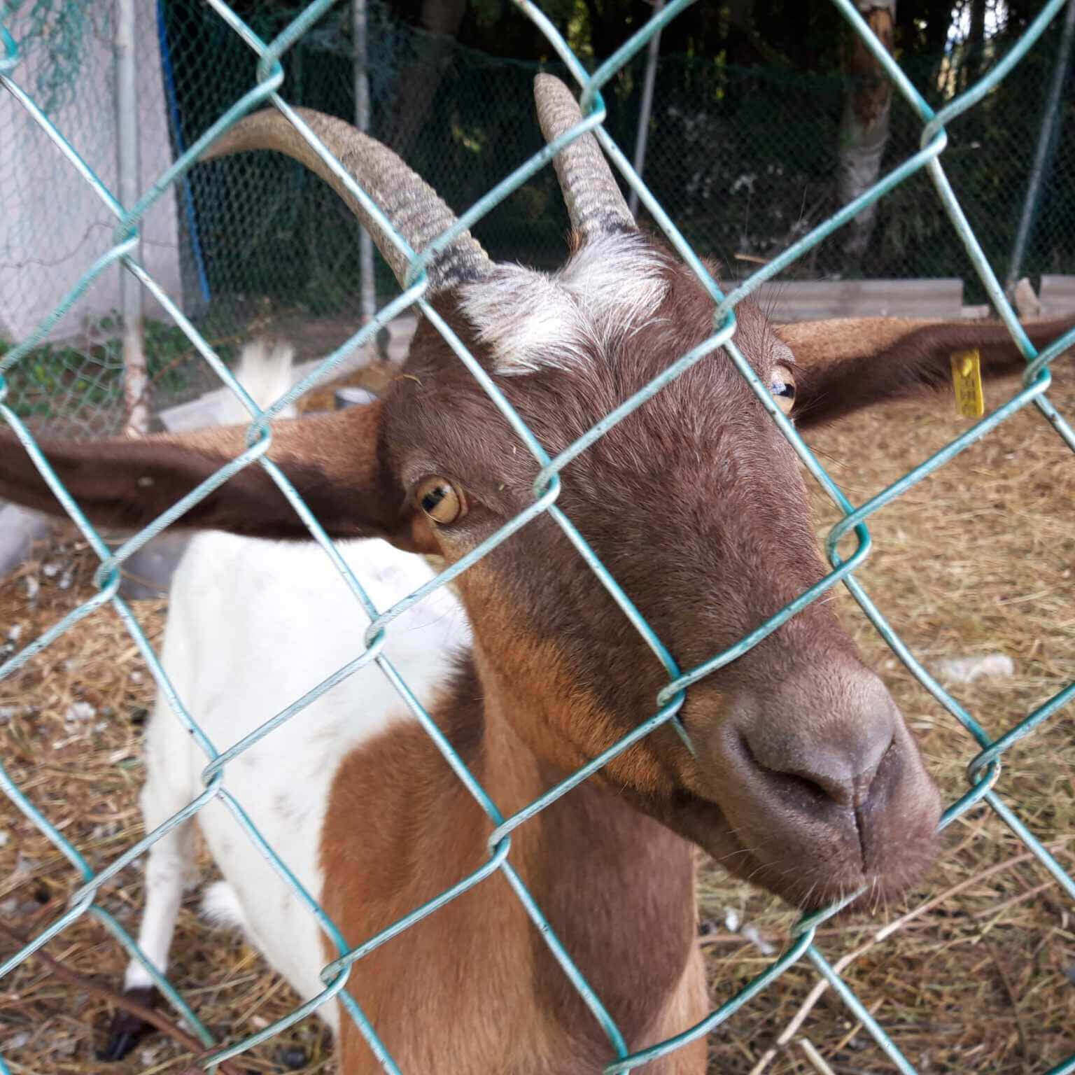 Carnage | La Ferme thérapeutique La Consoude