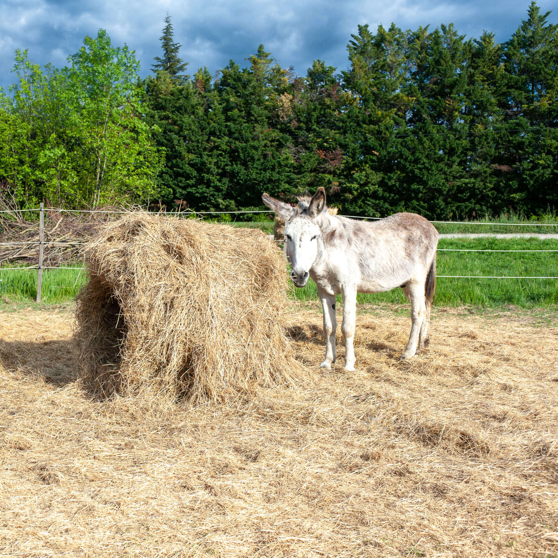 Lolo | La Ferme thérapeutique La Consoude