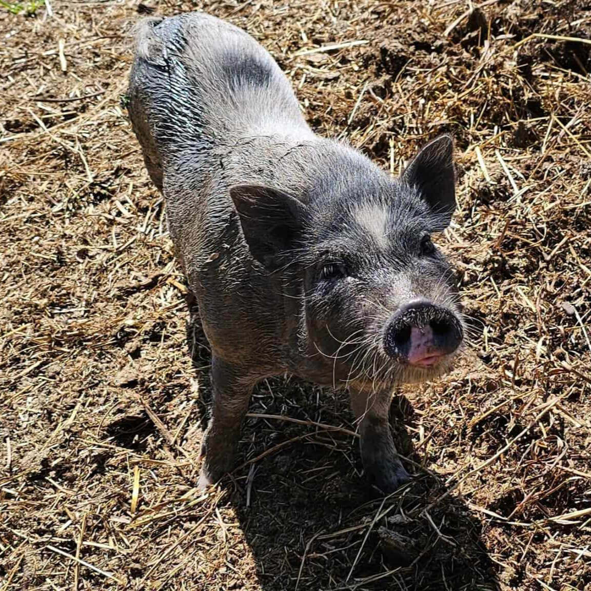 Nora | La Ferme thérapeutique La Consoude