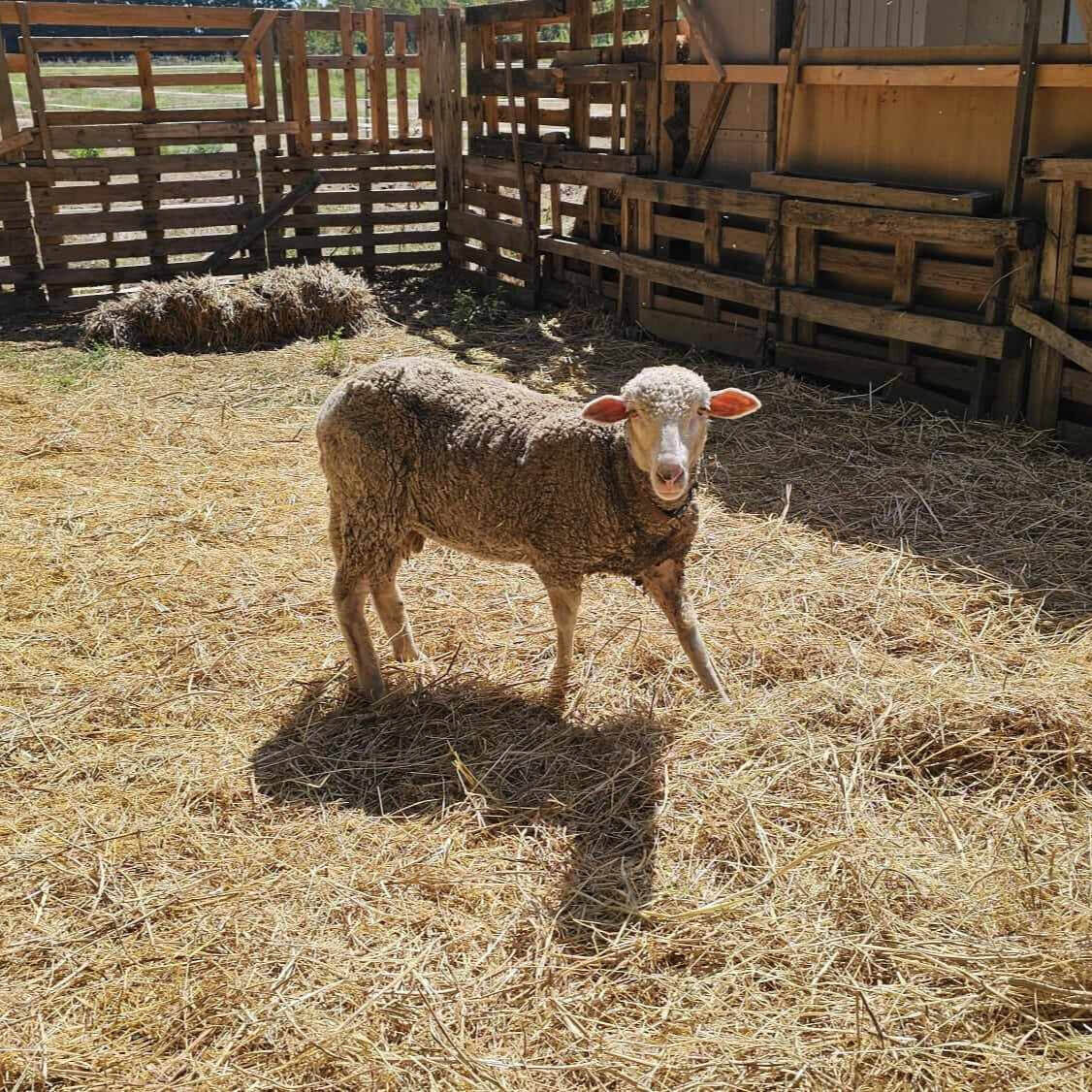 Violetta | La Ferme thérapeutique La Consoude