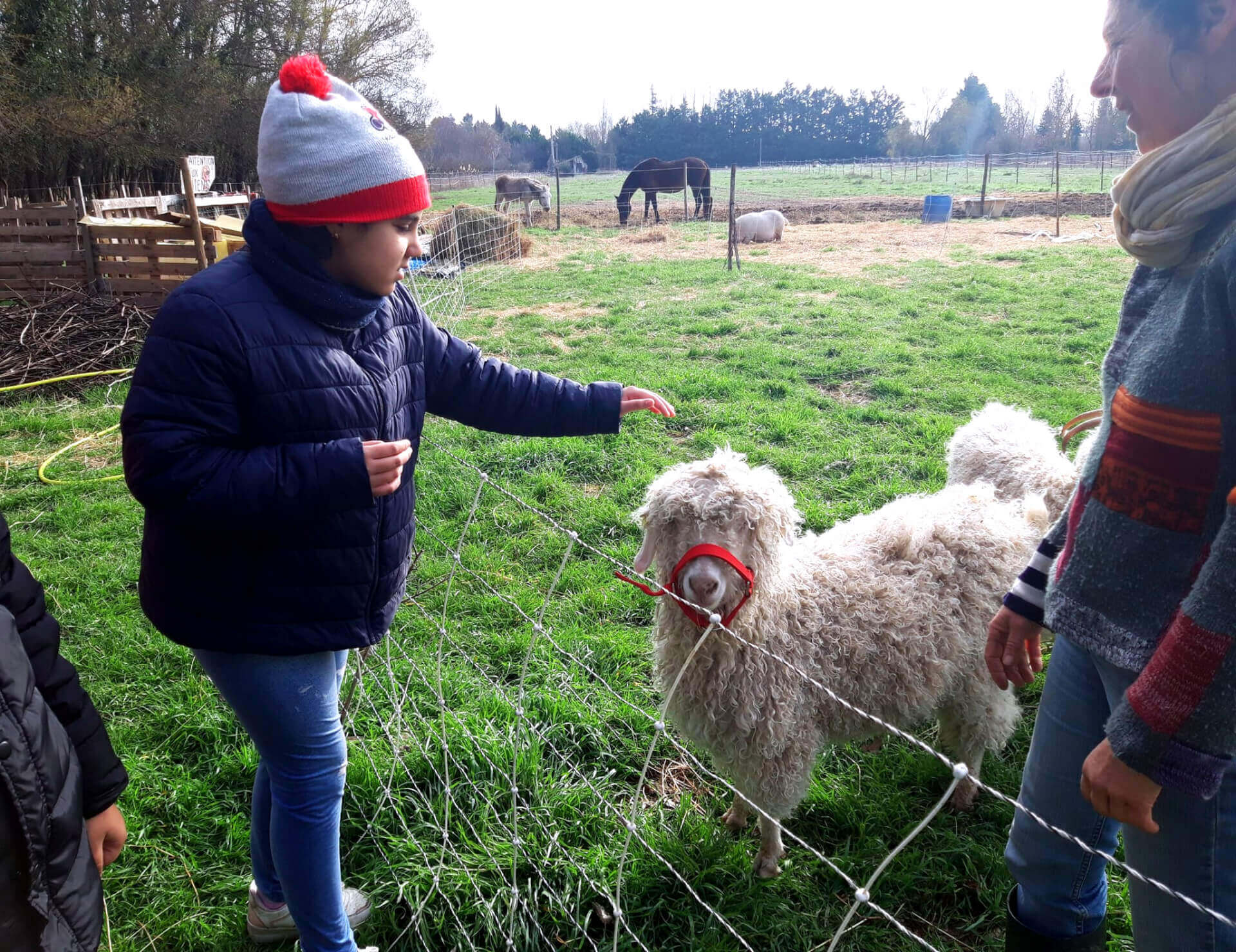 Médiation animale | La Ferme thérapeutique La Consoude