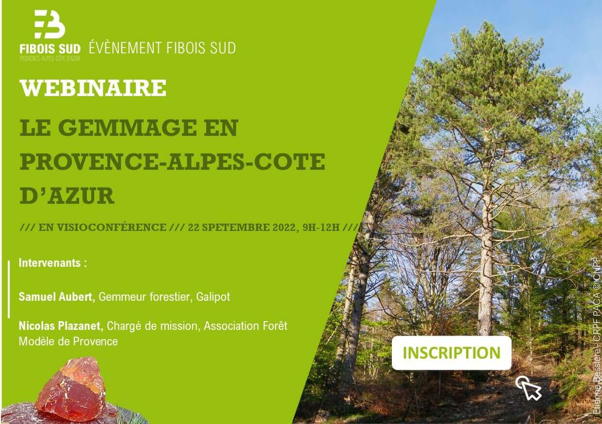 Webinaire: le gemmage en Provence-Alpes-Côte d'Azur | Fibois Sud