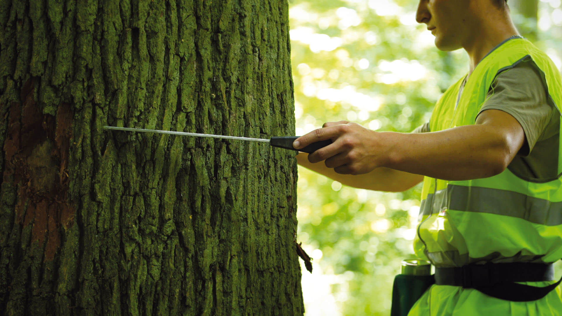 La Filière forêt bois à l'honneur sur France 3 | Fibois Sud