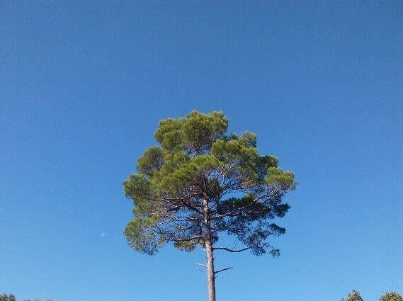 Bâtir demain avec le pin d’Alep. La nouvelle richesse de nos forêts ! | Fibois Sud