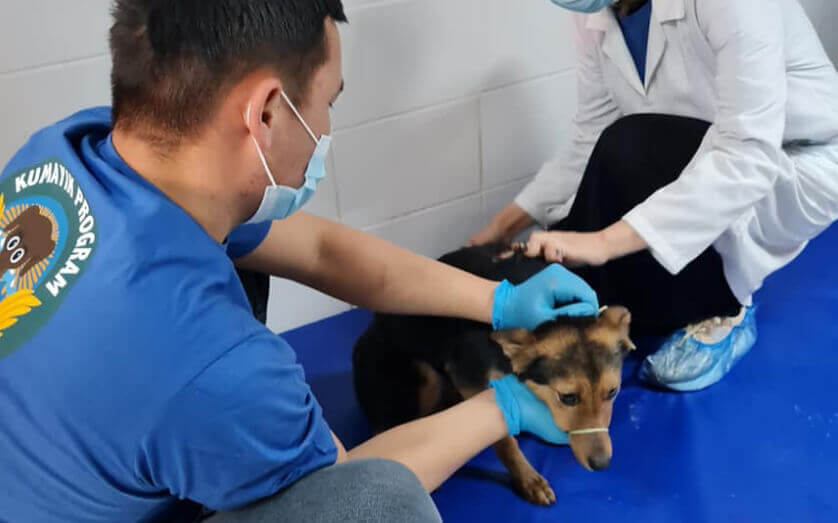 Kirghizstan : des victoires pour la protection des chiens errants | AFKE