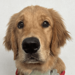 Tsuki | FCAPI - France Chiens d'Assitance Personnalisé et indidualisé