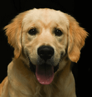 Ange | FCAPI - France Chiens d'Assitance Personnalisé et indidualisé