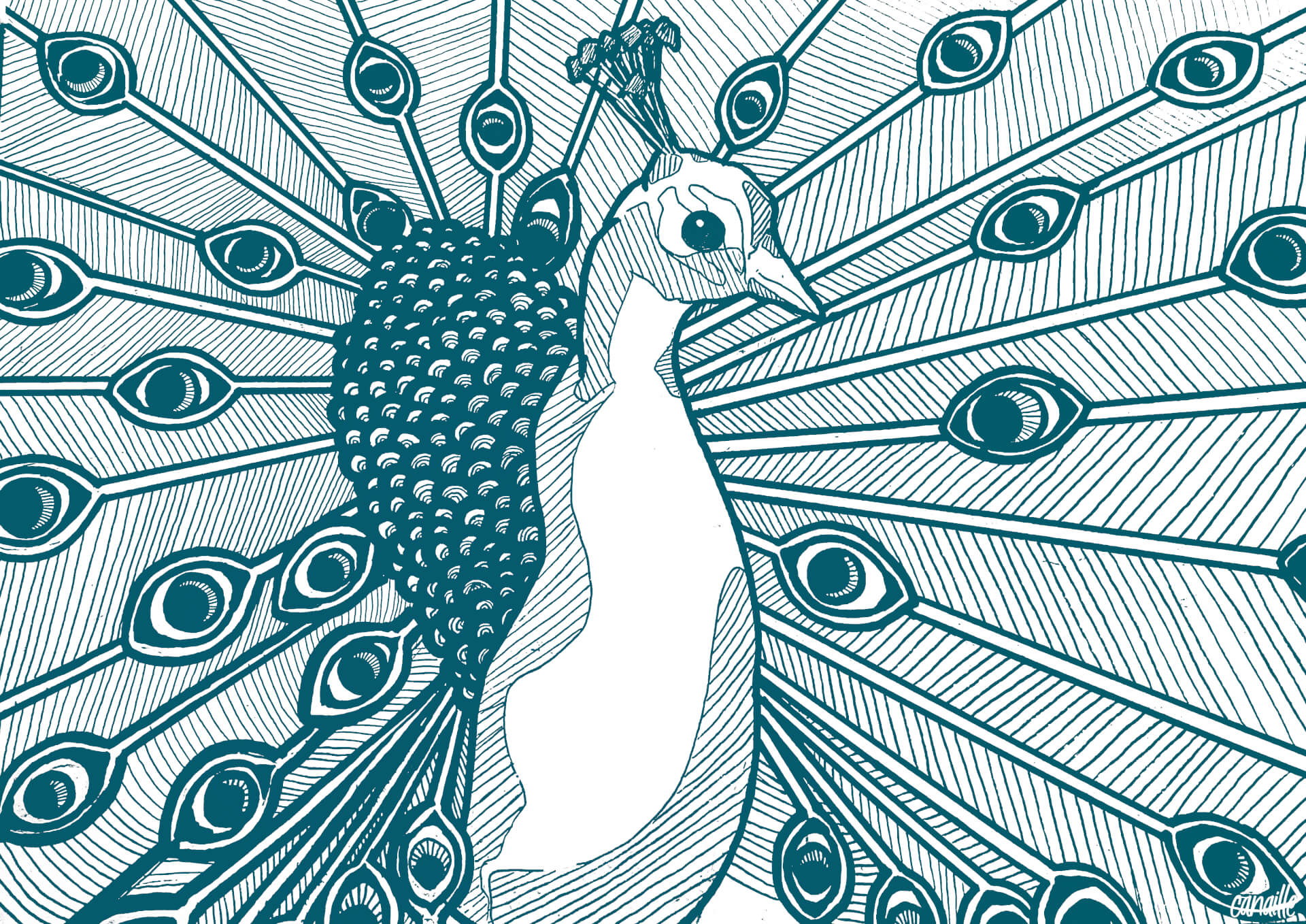 - | Canaille Illustration