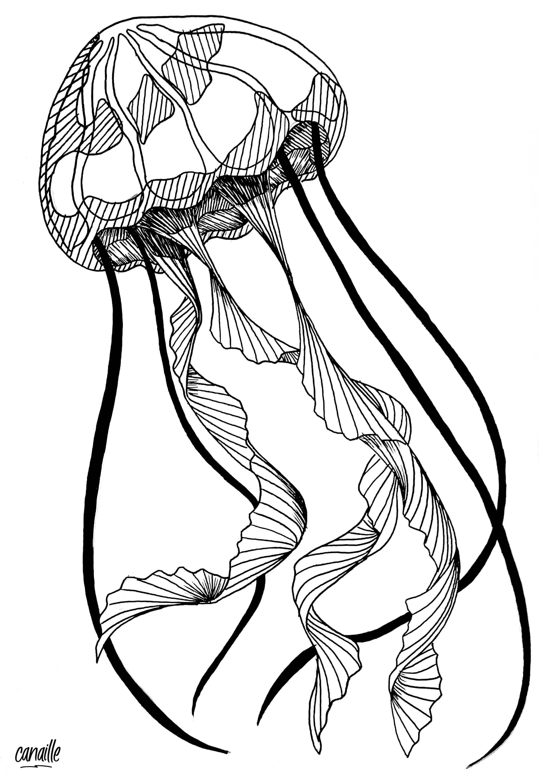 - | Canaille Illustration