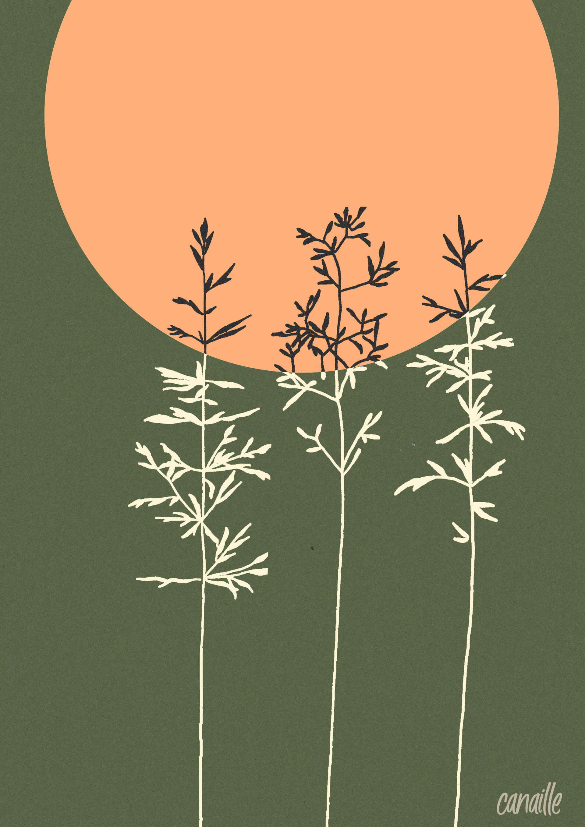 - | Canaille Illustration