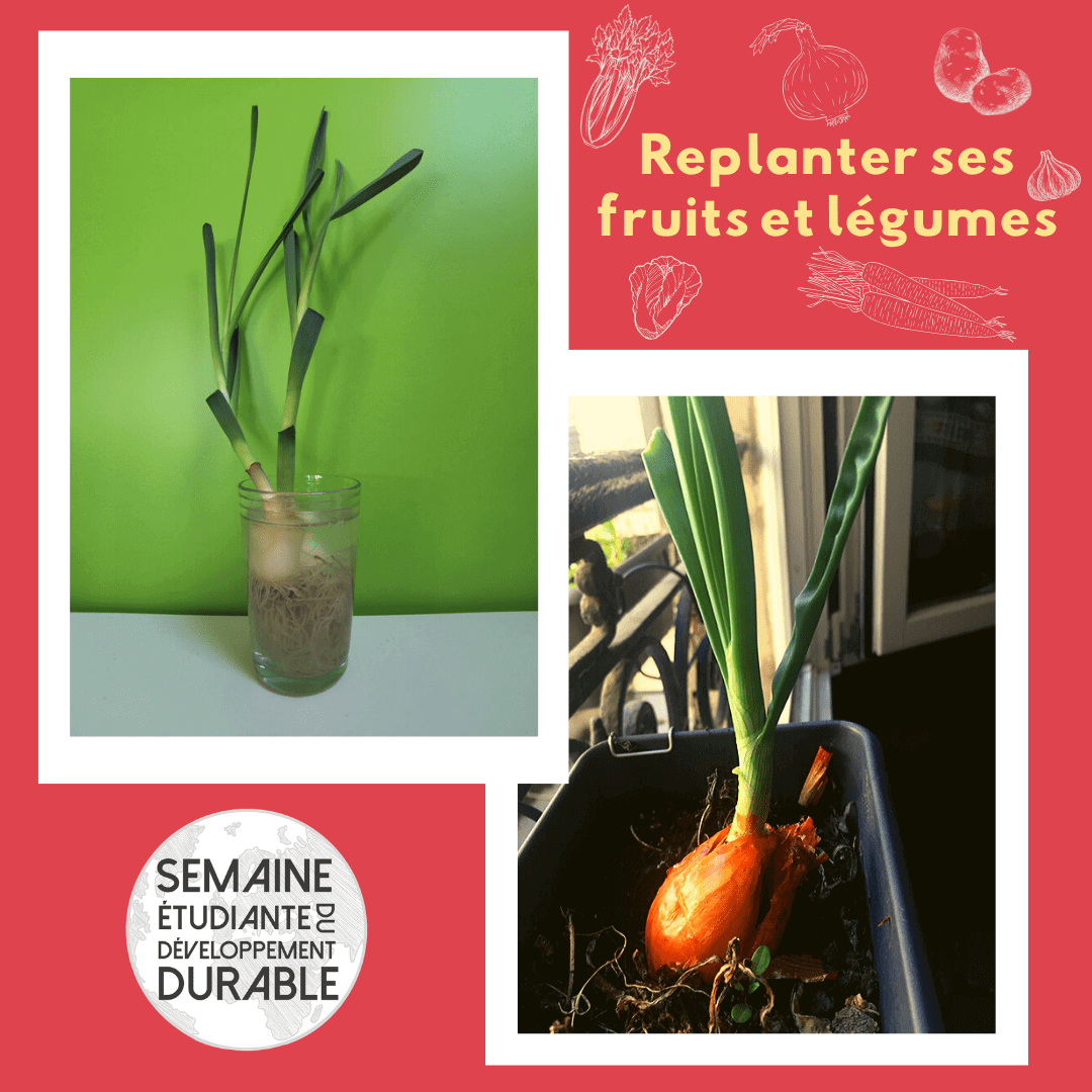 Jardinage et zéro déchet : replantez vos fruits et vos légumes ! | RESES