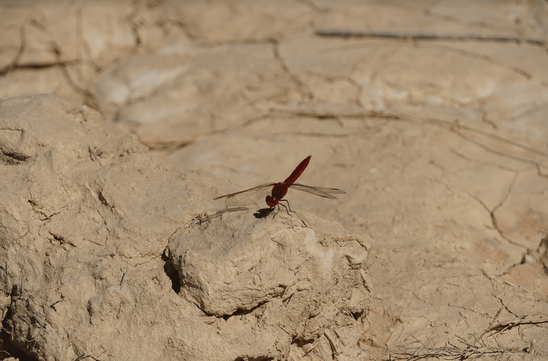 Biodiversité, il est plus que temps d’agir ! | RESES