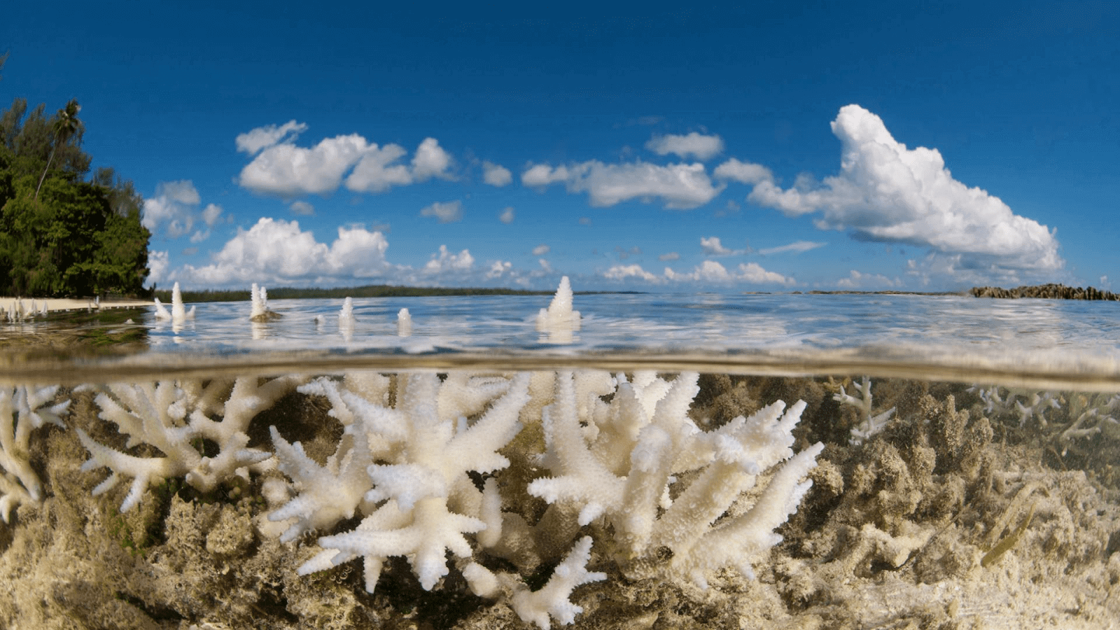 Focus COP 26 - La protection des océans en faveur du climat, l’engagement de la jeunesse et la place des entreprises | RESES