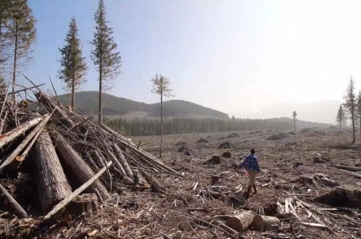 Focus COP 26 - Forêts, bioénergies et plantations d’arbres en monoculture, vraies ou fausses solutions à la crise climatique ? | RESES