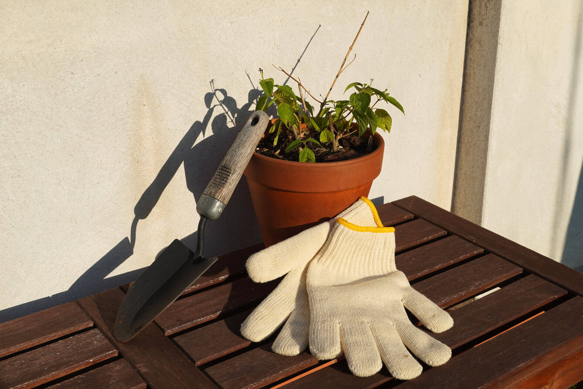 Débuter son potager en novembre : les gestes clés | RESES