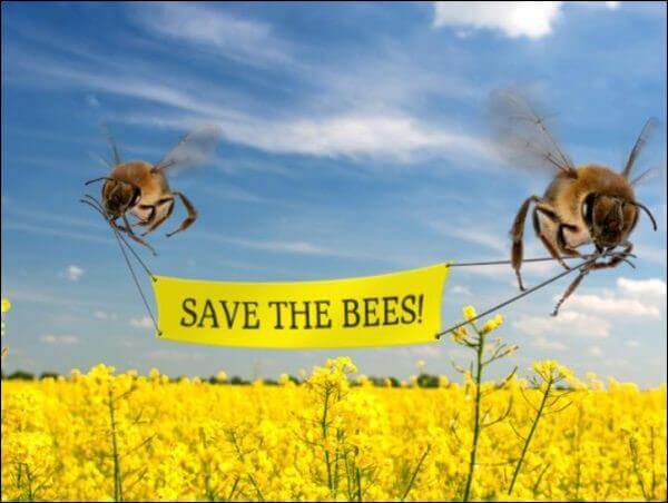Bee careful ! Pourquoi nous avons besoin des abeilles | RESES