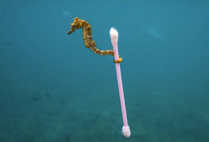 Les poissons n’ont pourtant pas d’oreilles ! | RESES