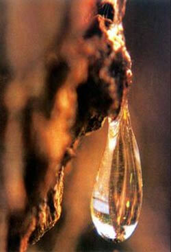 «Mastika» di Chios… | Babelmed