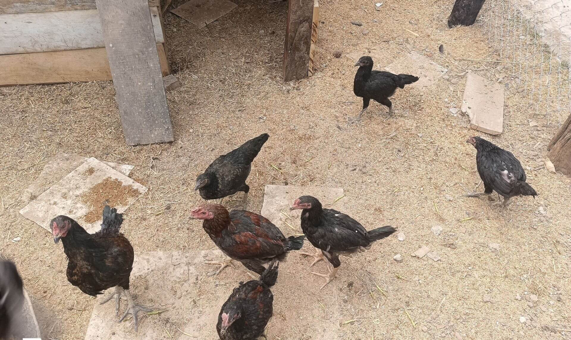 - | Sourires d'Enfants