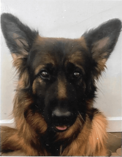 Shanon | FCAPI - France Chiens d'Assitance Personnalisé et indidualisé