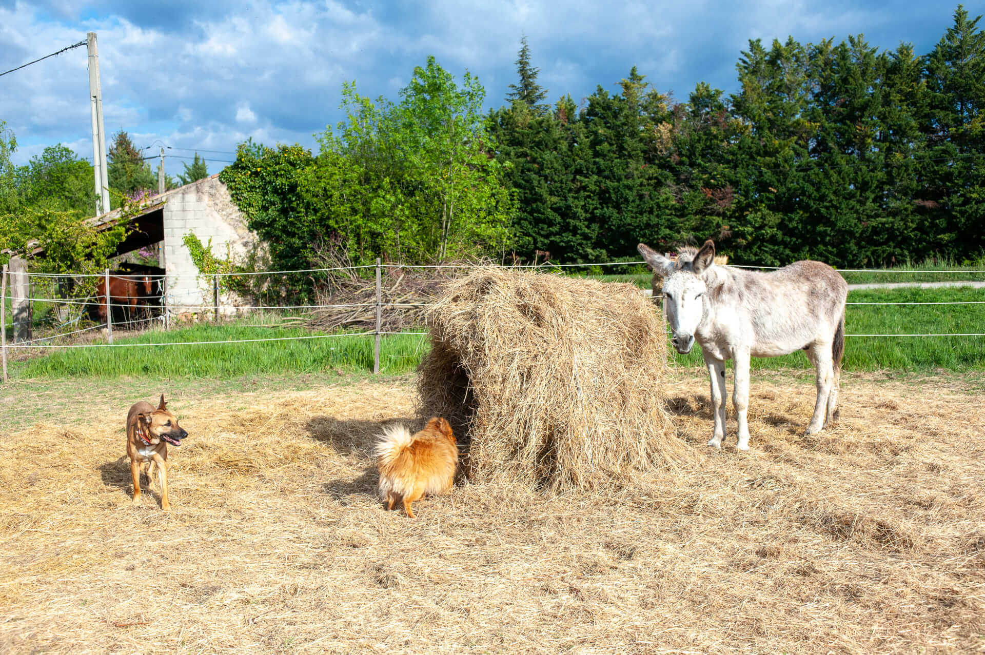 La Ferme thérapeutique La Consoude
