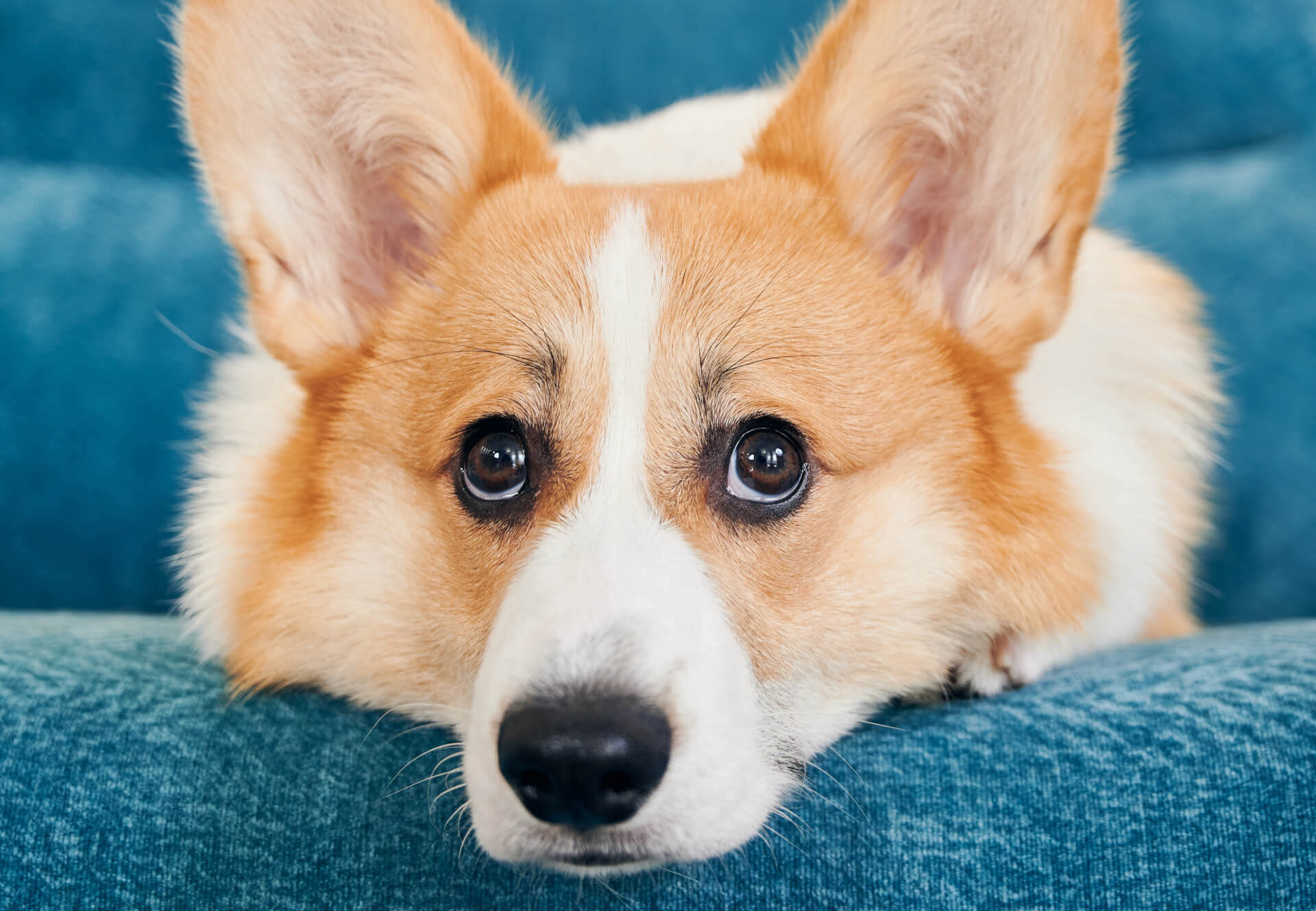 FCAPI - France Chiens d'Assitance Personnalisé et indidualisé