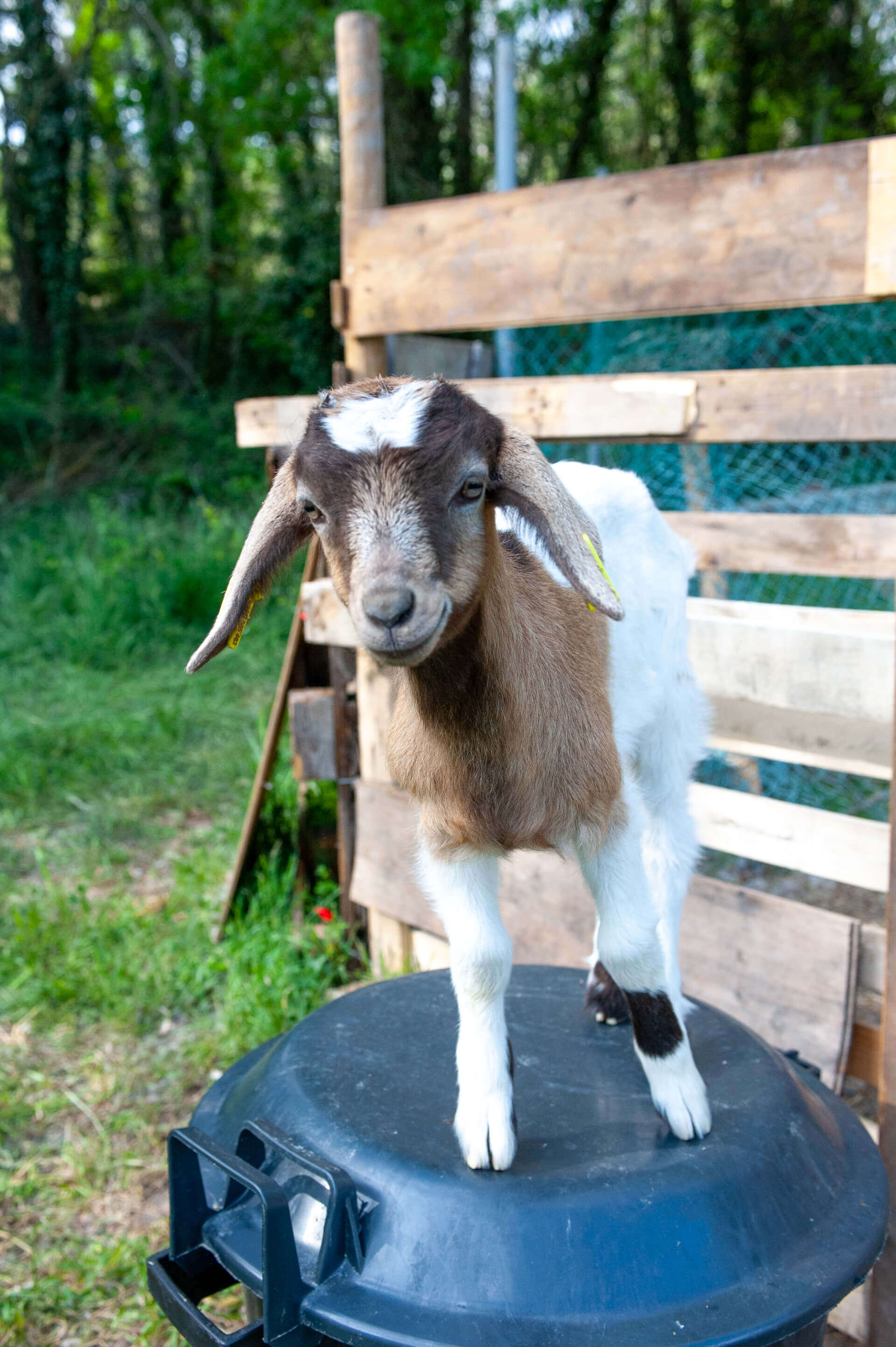 La Ferme thérapeutique La Consoude
