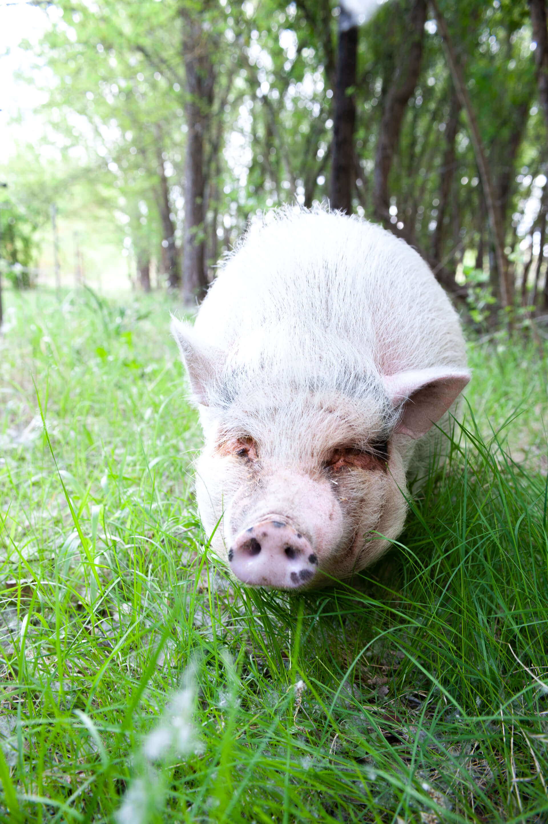 La Ferme thérapeutique La Consoude