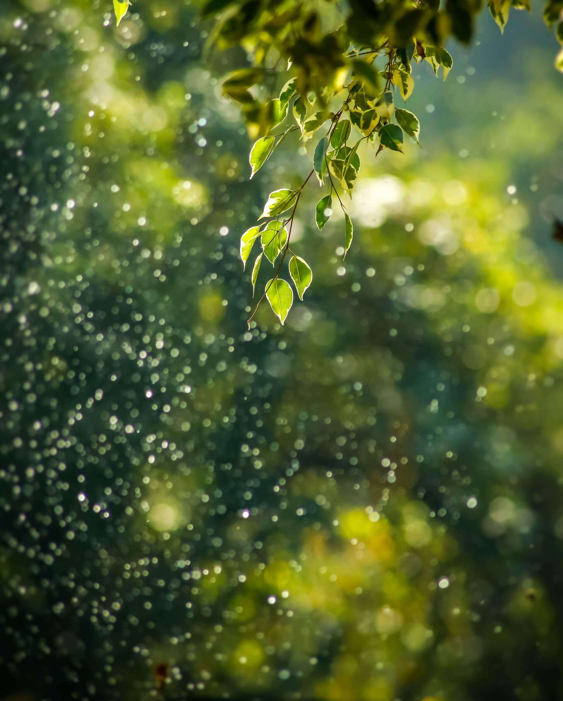 Melisse et Camomille