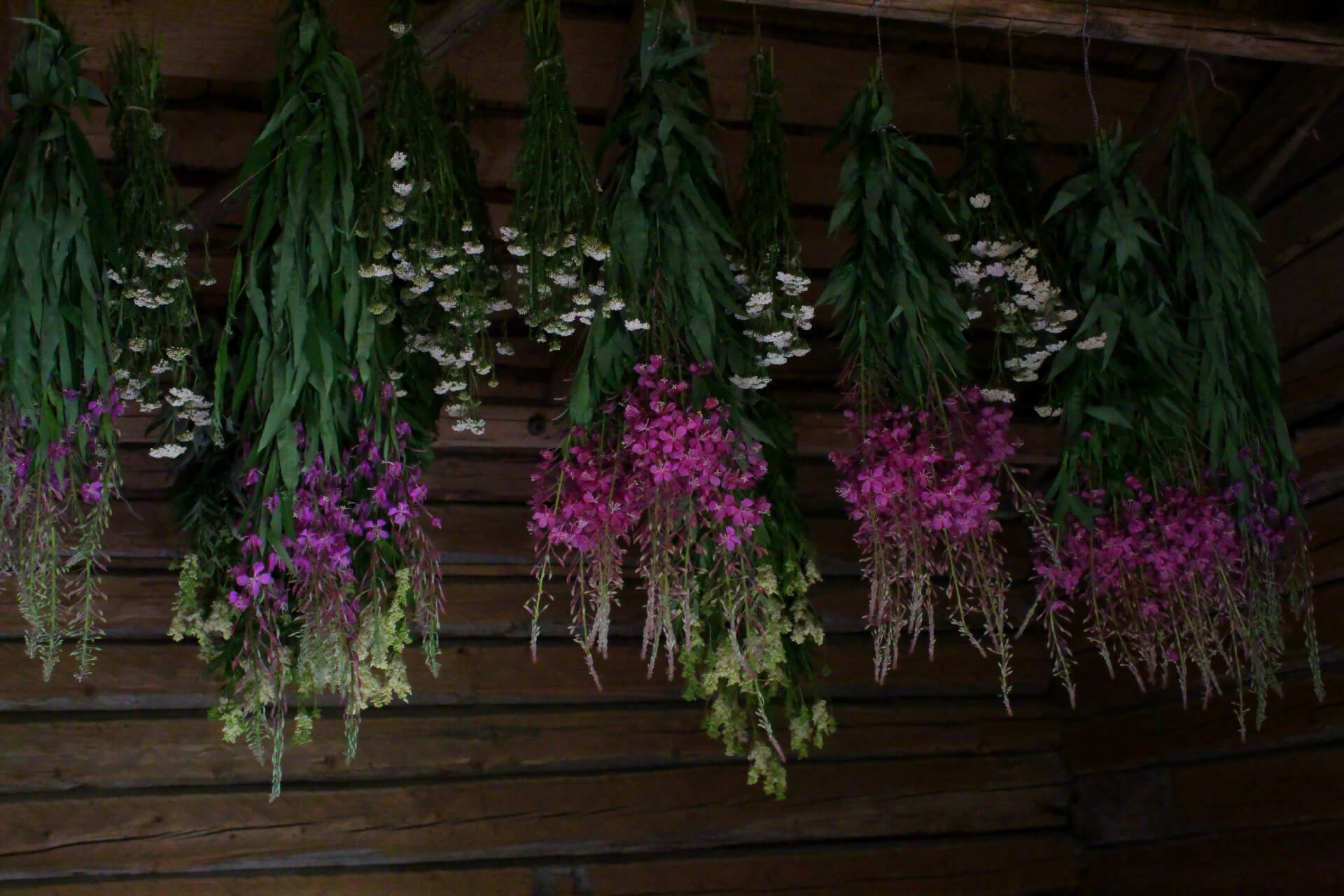 Melisse et Camomille