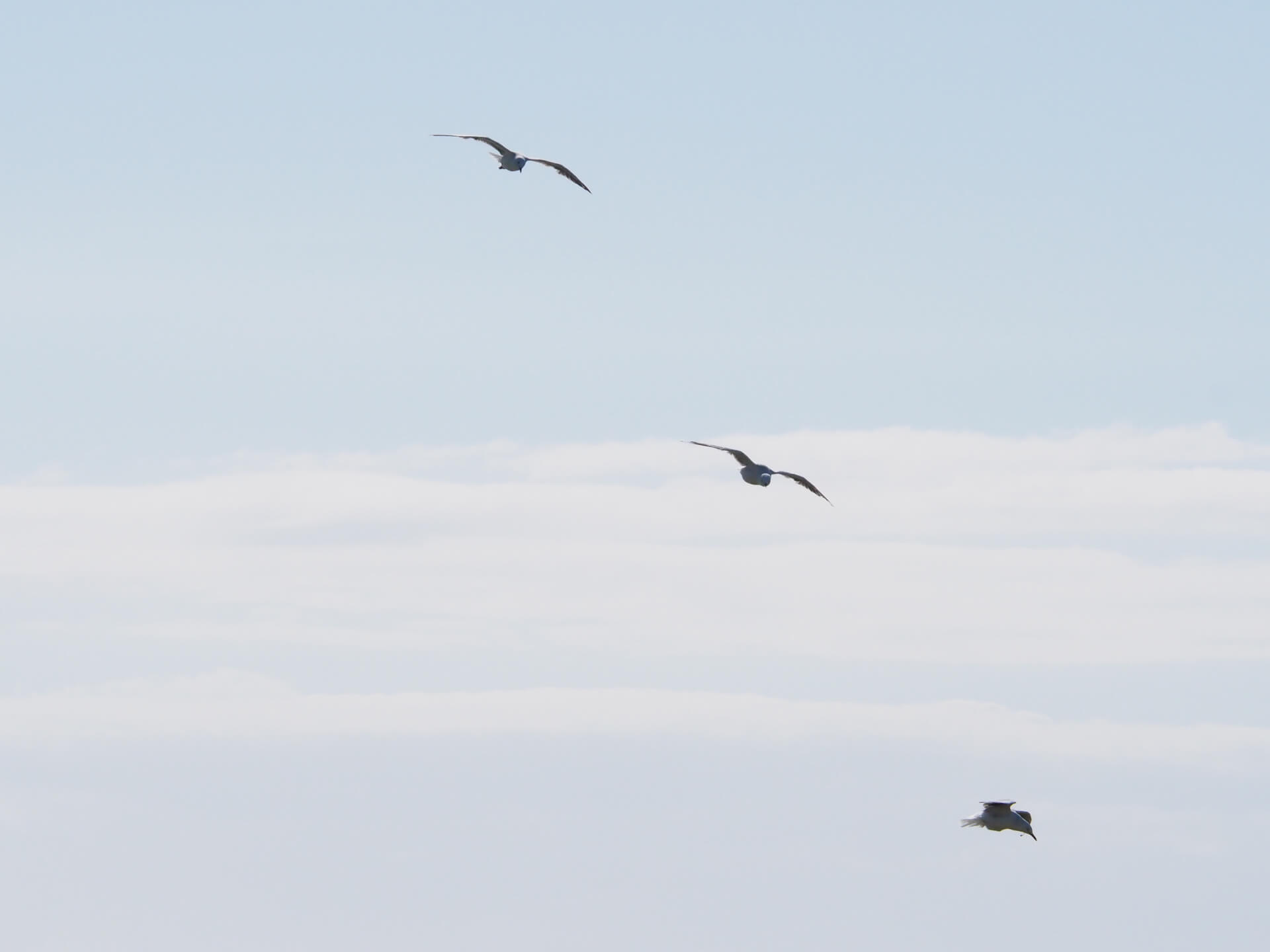 TRAINING RÉGULIER - Mouvement libre | La Réplique