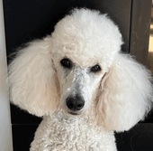 Lou | FCAPI - France Chiens d'Assitance Personnalisé et indidualisé