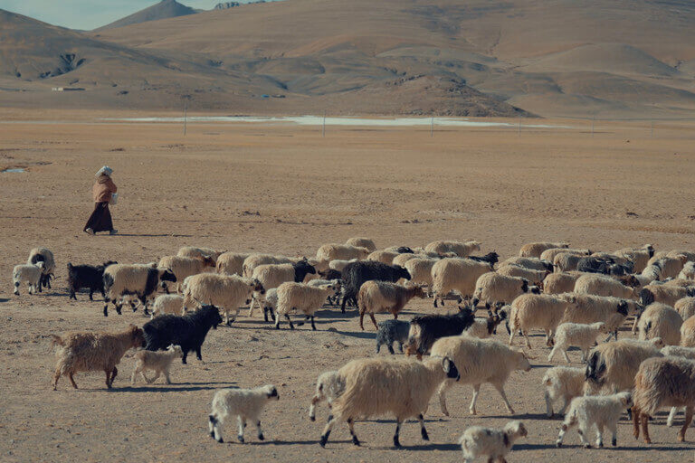 Nature’s Best Friend: How Tech Is Saving Snow Leopards and Migratory Birds | Forus