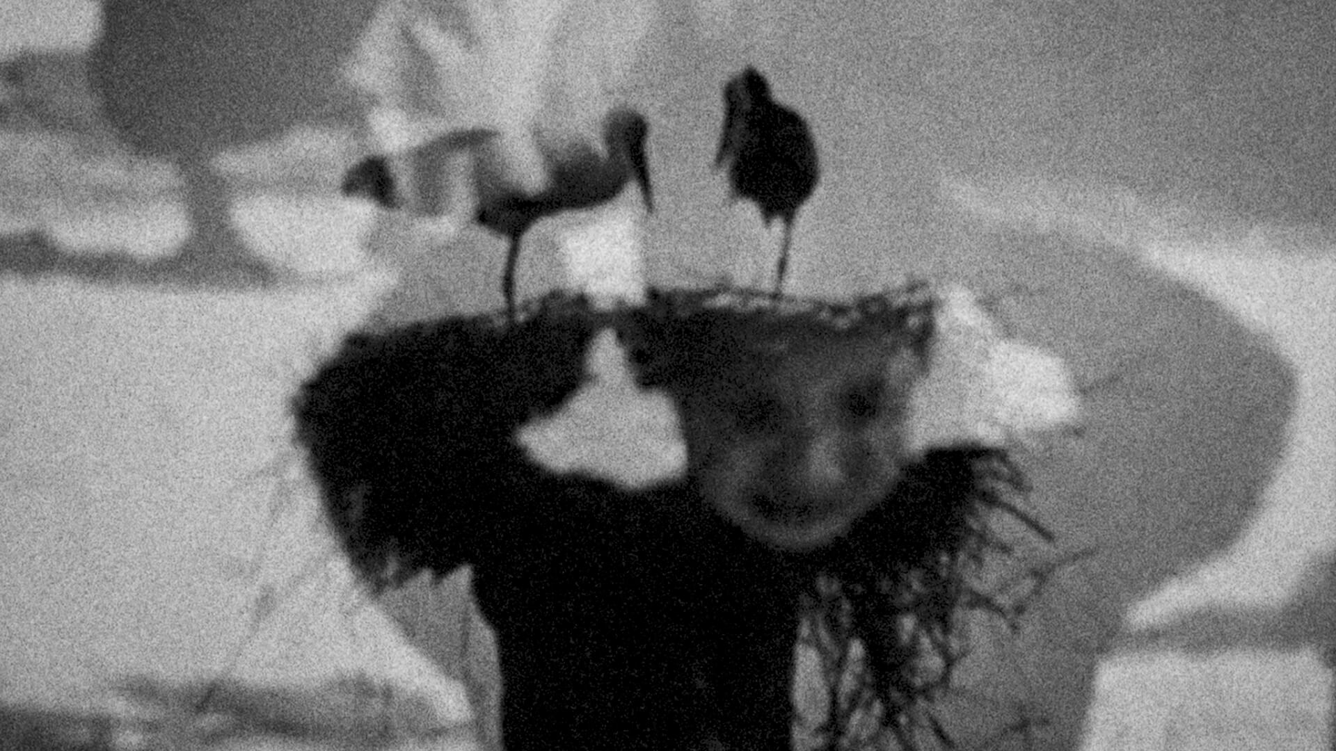 Focus « Permission de narrer » - Projection & Discussion | Festival Ciné-Palestine - FCP