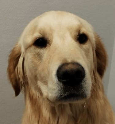 Haru | FCAPI - France Chiens d'Assitance Personnalisé et indidualisé