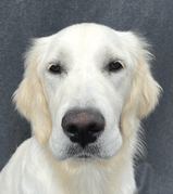 Vaia | FCAPI - France Chiens d'Assitance Personnalisé et indidualisé