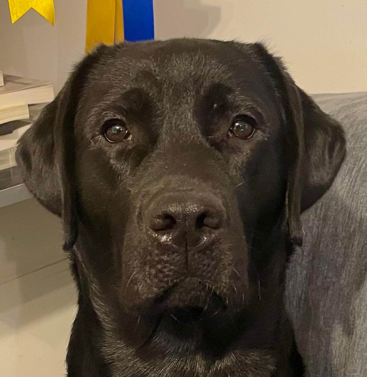 Umber | FCAPI - France Chiens d'Assitance Personnalisé et indidualisé