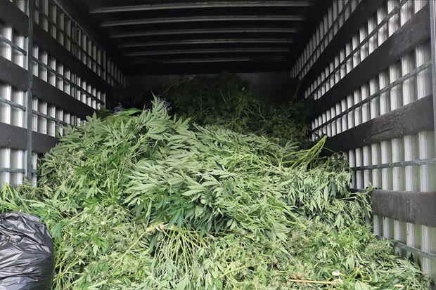 11 công dân Việt Nam bị cảnh sát New Zealand bắt giữ vì trồng hơn 3.000 cây cần sa | Vietnam Fraternité