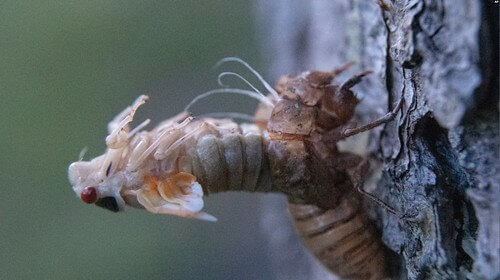 Tai họa ve sầu | Vietnam Fraternité