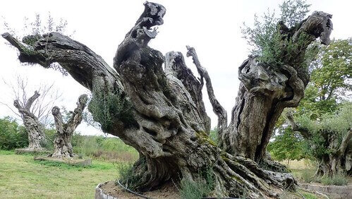 Việt Nam cần có Trí thức chính trị | Vietnam Fraternité