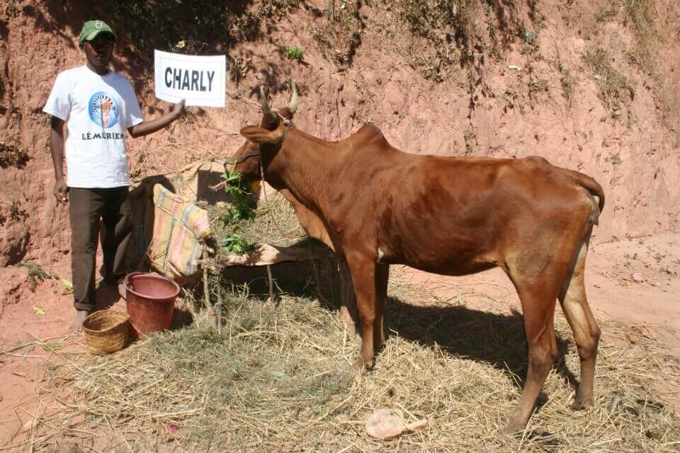 - | Le Lémurien - Maison de Madagascar