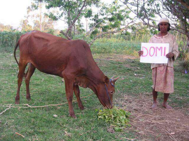 - | Le Lémurien - Maison de Madagascar