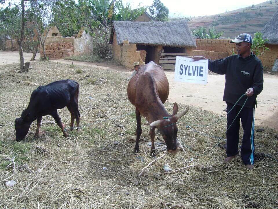 - | Le Lémurien - Maison de Madagascar