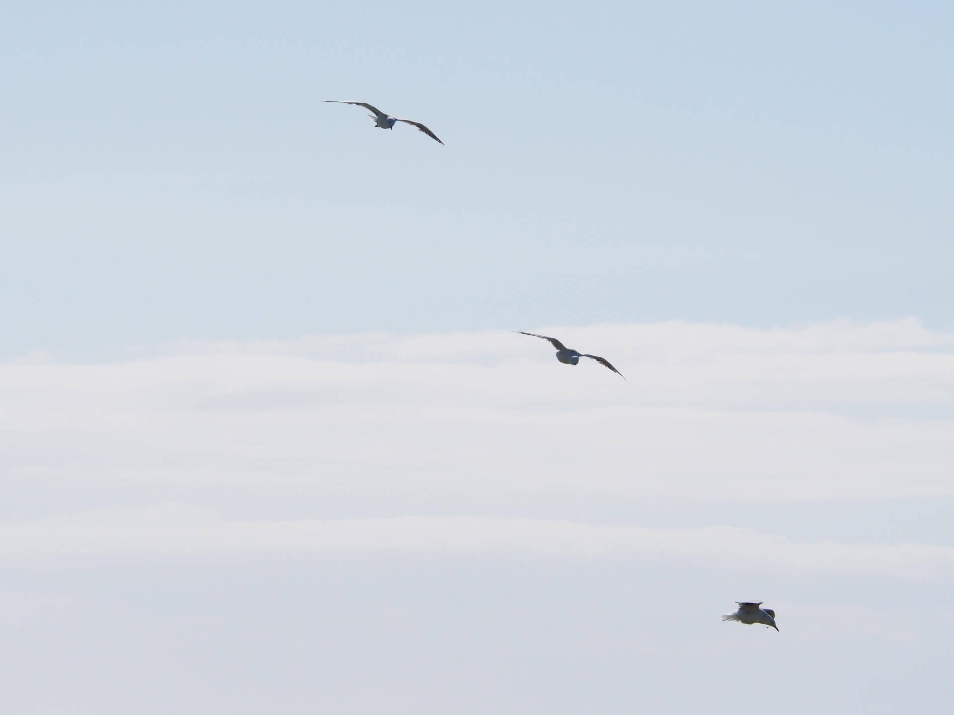 LABO D'ARTS VIVANTS - Expérimentations et mouvement libre | La Réplique