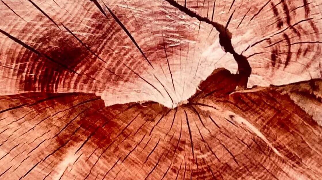 TRAINING - Éveil des sens | La Réplique