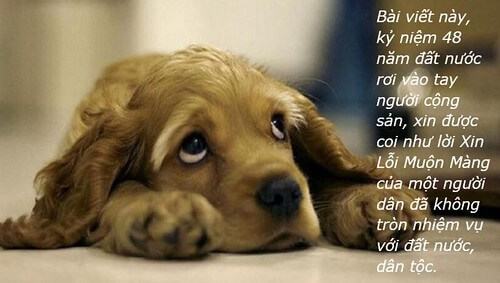 30/04 - Lời xin lỗi muộn màng | Vietnam Fraternité