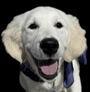 Heidi | FCAPI - France Chiens d'Assitance Personnalisé et indidualisé