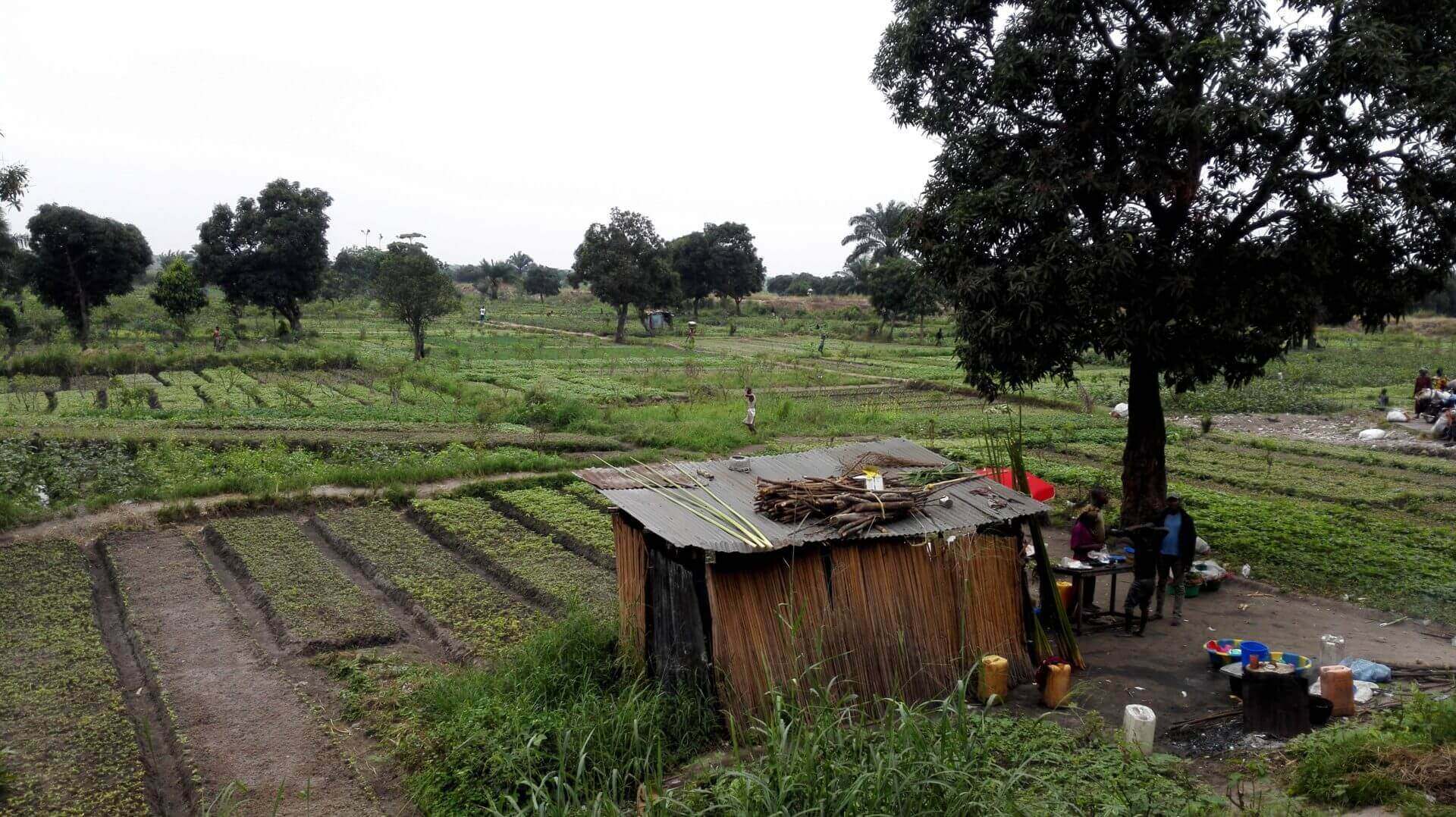 ORGANISATIONS PAYSANNES DE RDC : FECCO – GIE | Coopterre